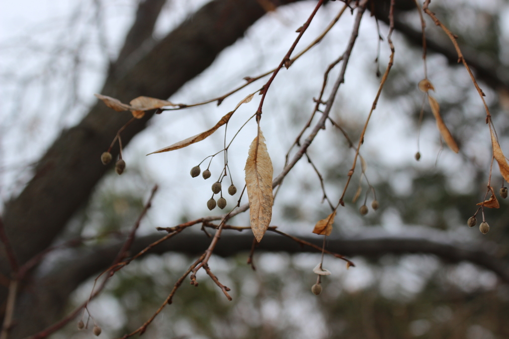Basswood (Linden) (Trees of Manitoba) · iNaturalist