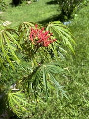 Jatropha multifida image