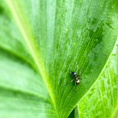 Polyrhachis storkiPolyrhachis storki