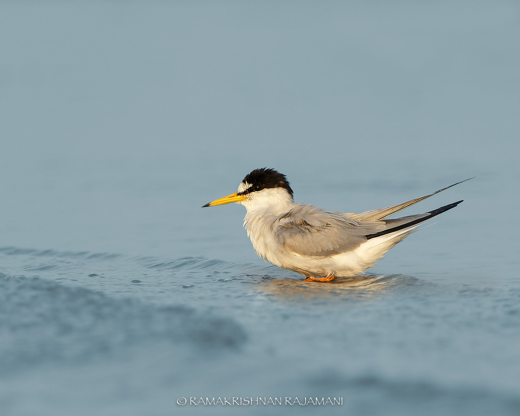 Saunders's Tern photo