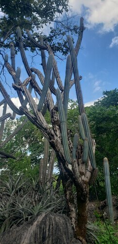 Pilosocereus flexibilispinus