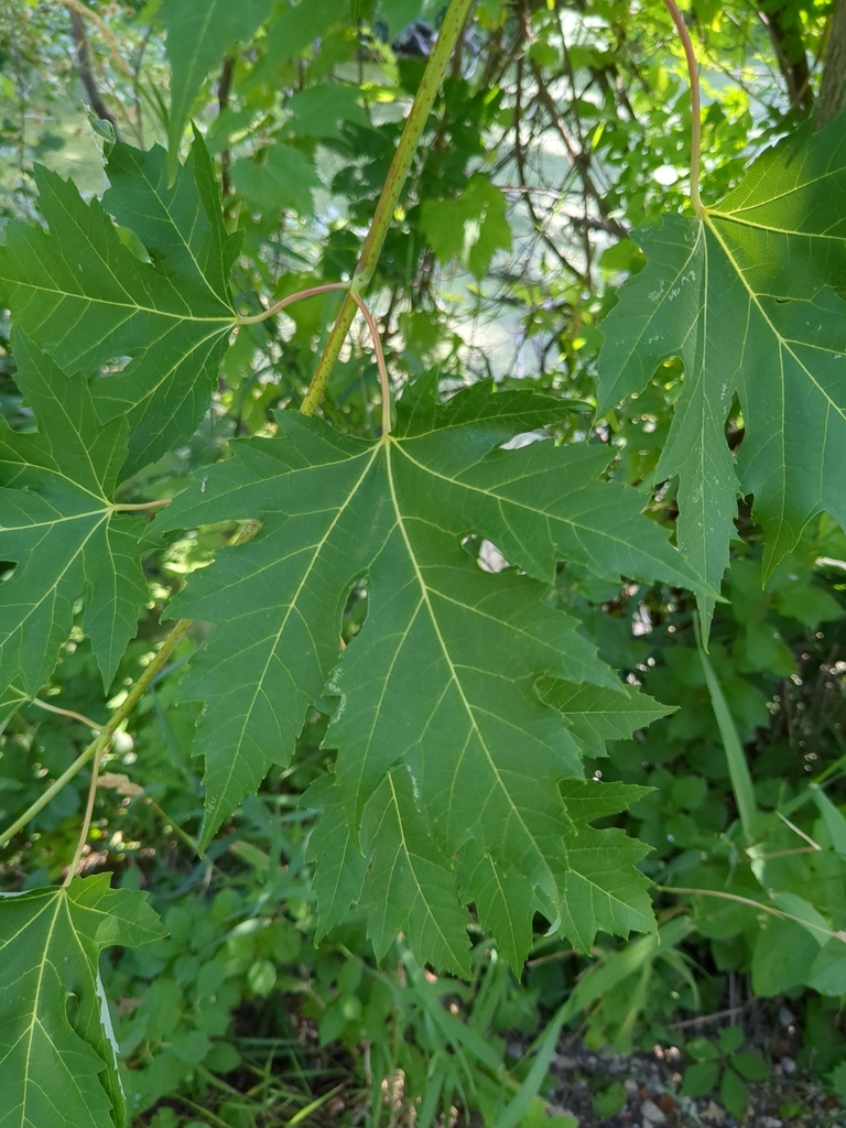 silver maple from La Crosse, WI, USA on July 11, 2023 at 10:31 AM by ...