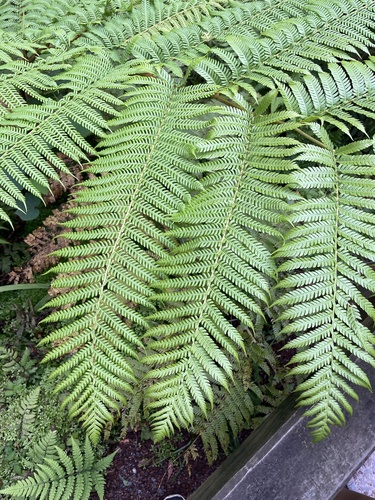Scaly Tree Fern