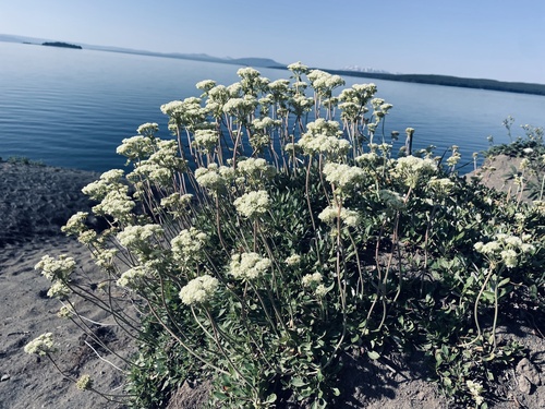Eriogonum umbellatum var. majus