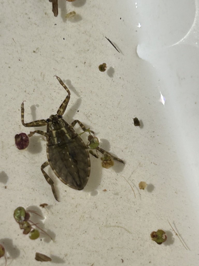 American Giant Water Bug from Duluth, MN, US on July 11, 2023 at 10:38 ...