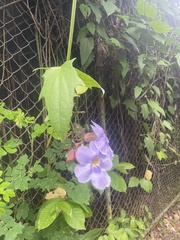 Thunbergia laurifolia image