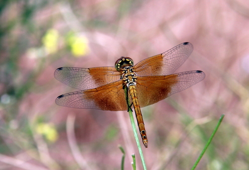 Band-winged Meadowhawk