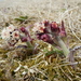 Petasites frigidus - Photo (c) Ryan O'Donnell, כל הזכויות שמורות, uploaded by Ryan O'Donnell