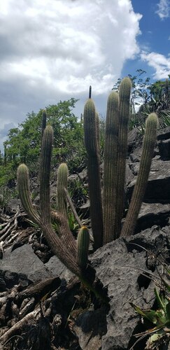 Pilosocereus diersianus
