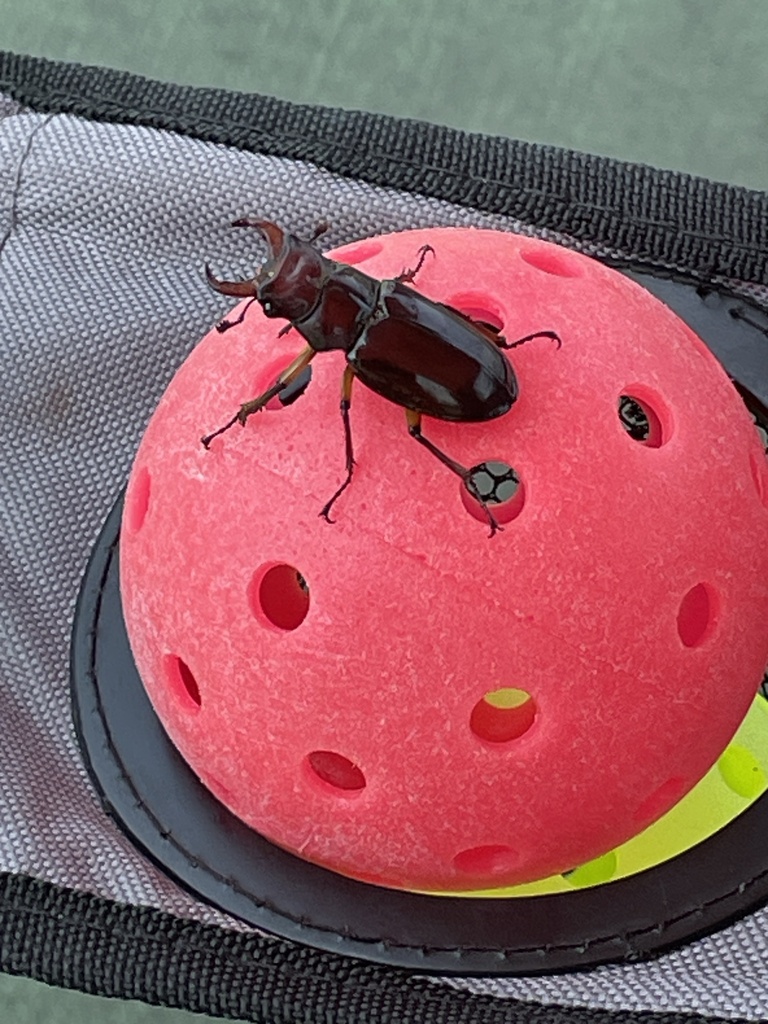 Reddish Brown Stag Beetle From Franklin St Westfield MA US On July   Large 