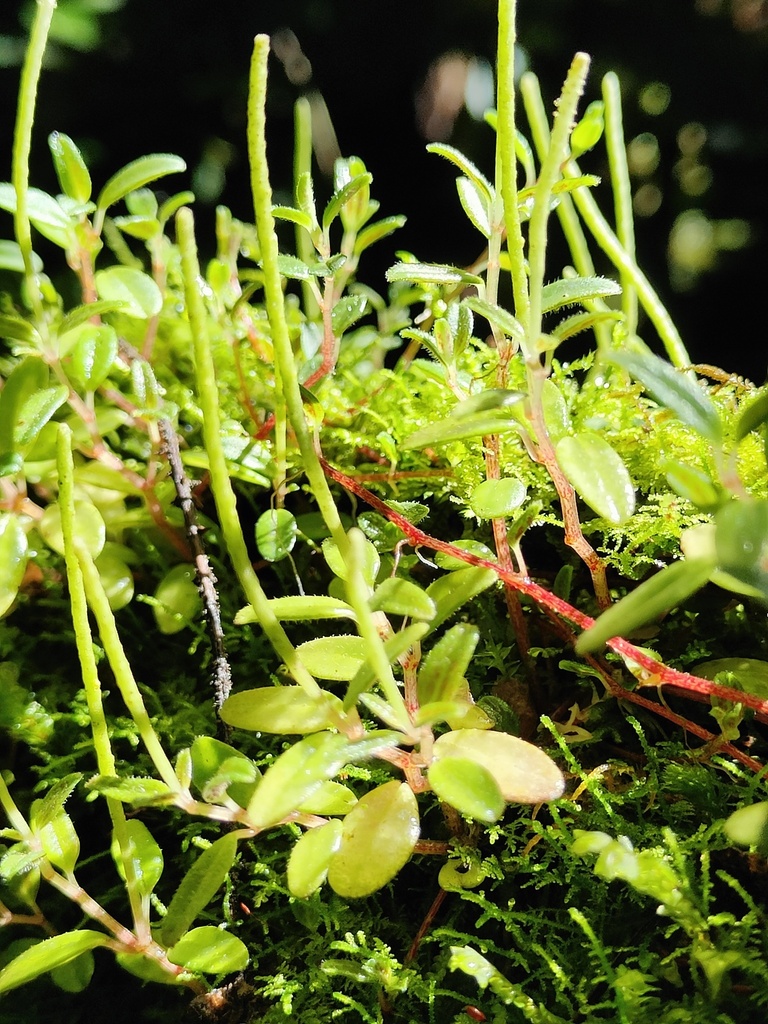 radiator plants from San José Province, Pérez Zeledón, Costa Rica on June 8, 2023 at 0832 AM by