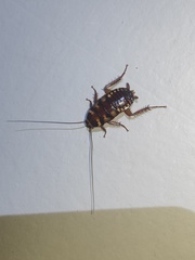 Periplaneta australasiae image