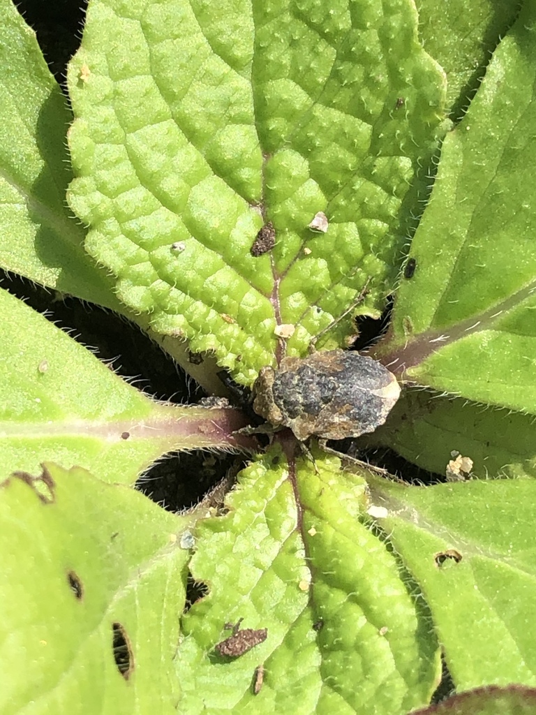 Big eyed toad bug from barcroft park arlington va us on july 11