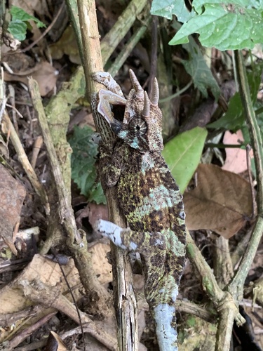 Johnston's Chameleon