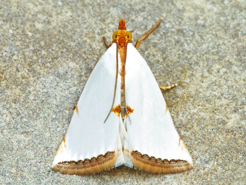 Mother-of-Pearl Moth