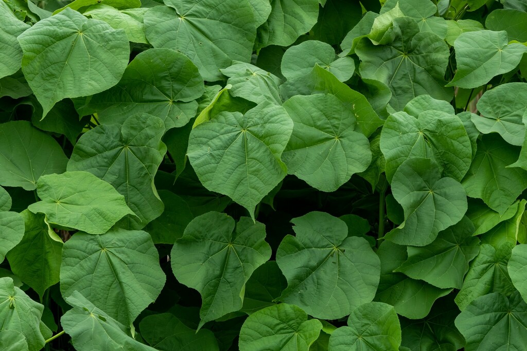 Velvetleaf From Lincoln Saline Wetlands, Lincoln, Ne, Usa On July 8 