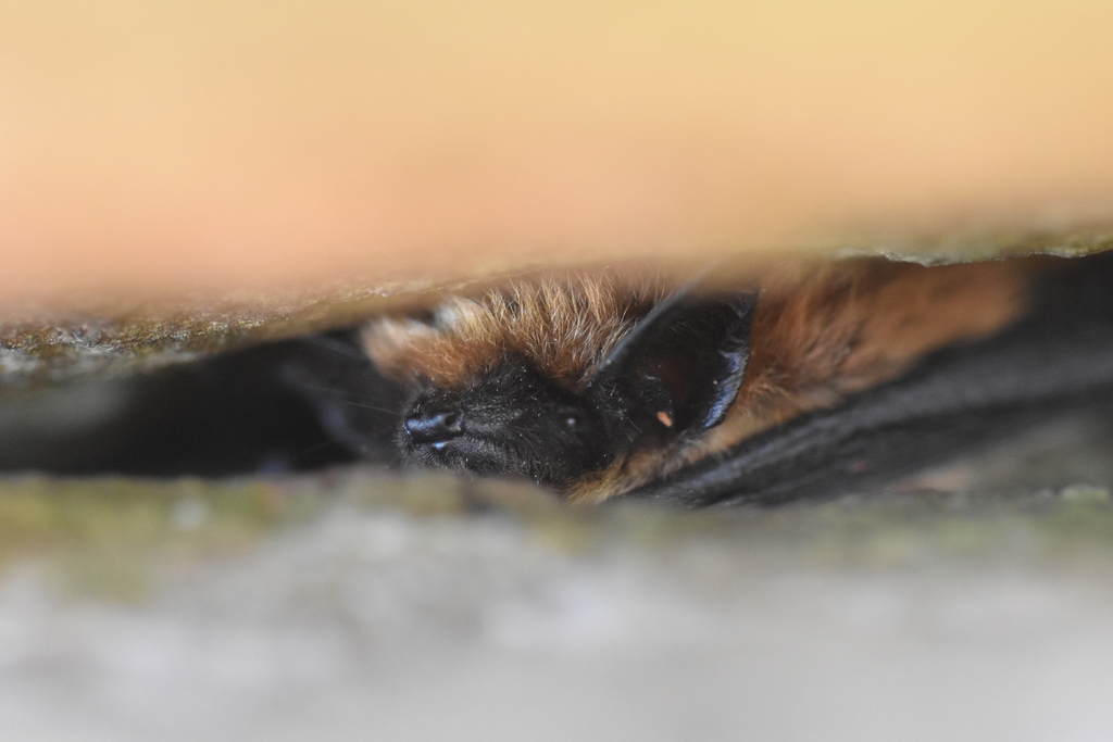 Eastern Small-footed Myotis in July 2023 by Cade · iNaturalist