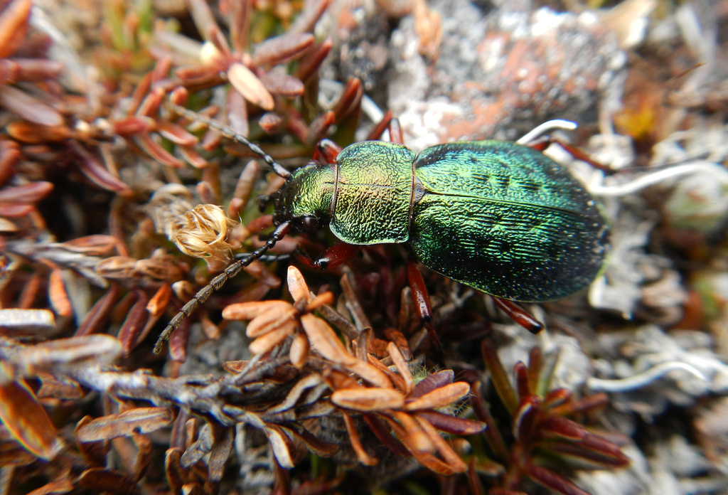 Carabus truncaticollis · iNaturalist