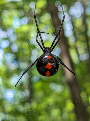 Northern Black Widow