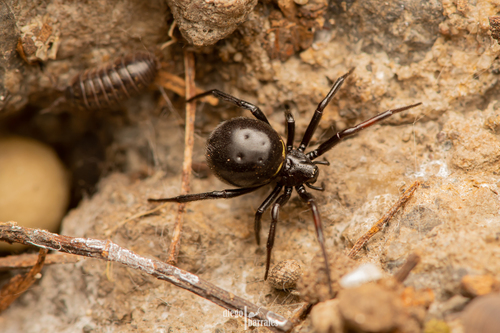 Steatoda autumnalis