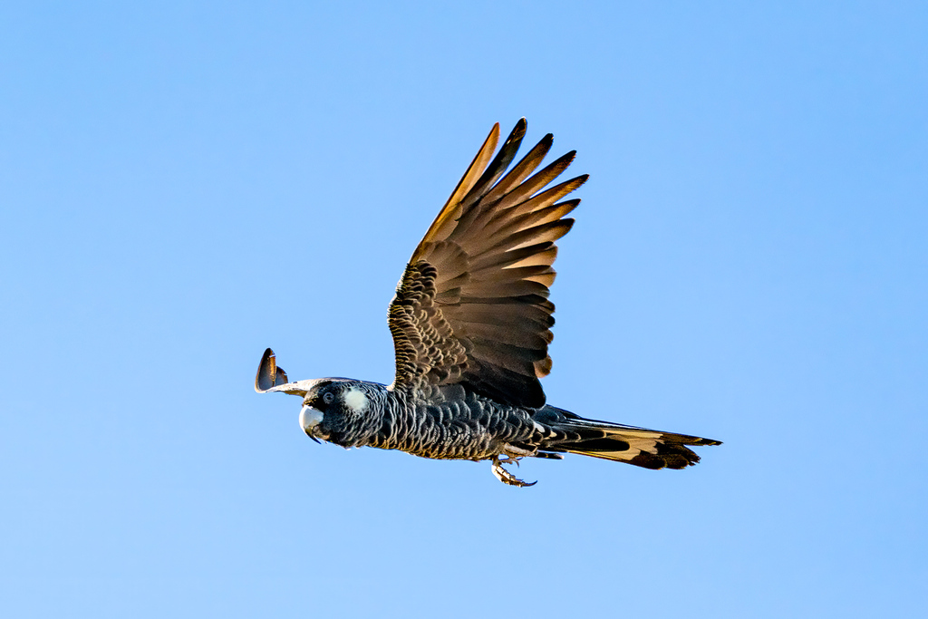 Baudin's Black Cockatoo in July 2023 by Paul Pichugin · iNaturalist