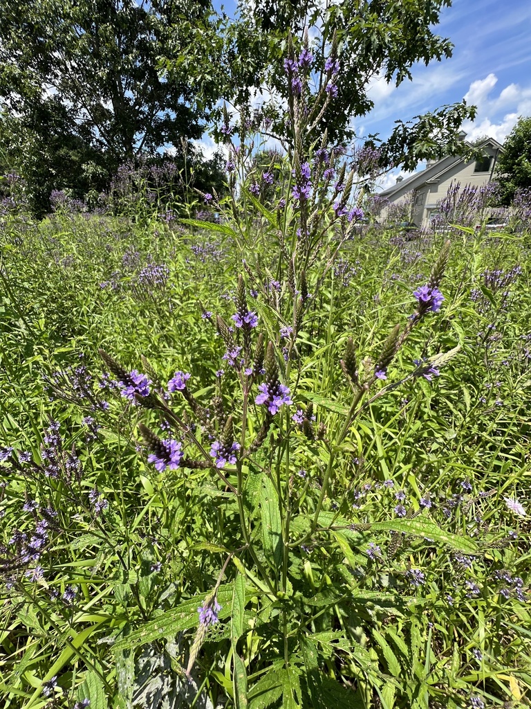 Blue Vervain From Waverly Williamstown Rd Waverly Wv Us On July 11