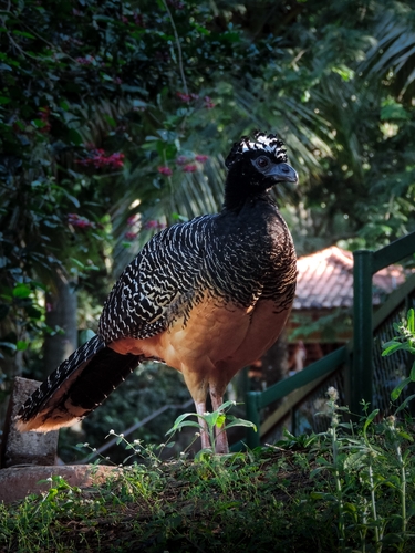 Bare-faced Curassow