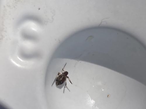 iNaturalist observation photo of Winged and Once-winged Insects