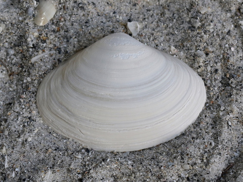 Southern Surfclam