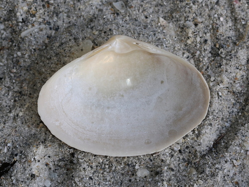 Southern Surfclam