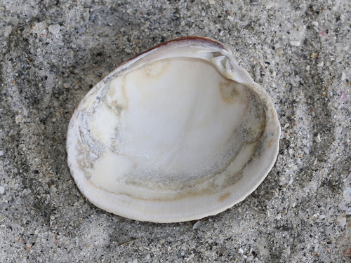 Southern Quahog