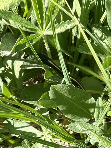 iNaturalist observation photo of Mountain Garter Snake