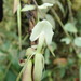 Epidendrum hymenodes - Photo (c) Rudy Gelis, todos os direitos reservados, uploaded by Rudy Gelis