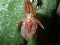 Image of Pleurothallis erythrium