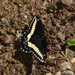 Nevada Swallowtail - Photo (c) Chris McCreedy, all rights reserved, uploaded by Chris McCreedy