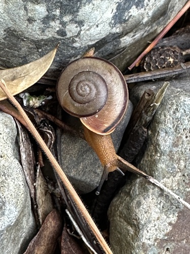 Chiricahua Talussnail