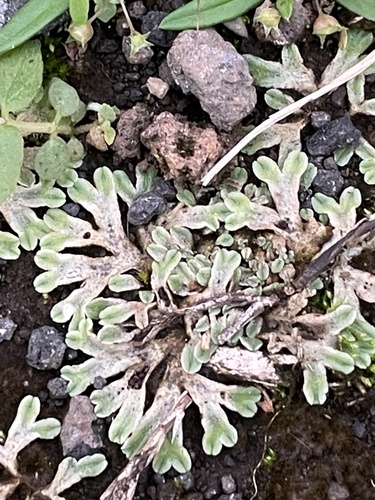 Riccia hawaiiensis