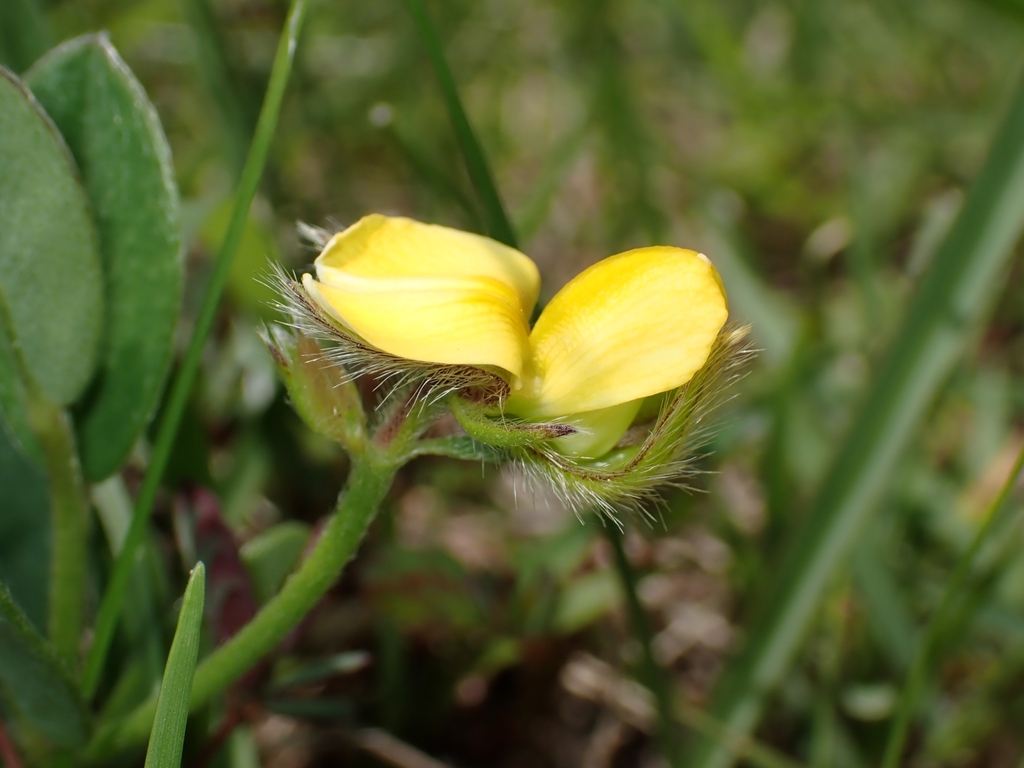 Yellow Rattlepod Rattlepods from 旭海 on July 7, 2023 at 12:31 PM by bubu_wang · iNaturalist