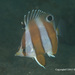 Brown-banded Butterflyfish - Photo (c) Shigeru Harazaki, all rights reserved, uploaded by Shigeru Harazaki