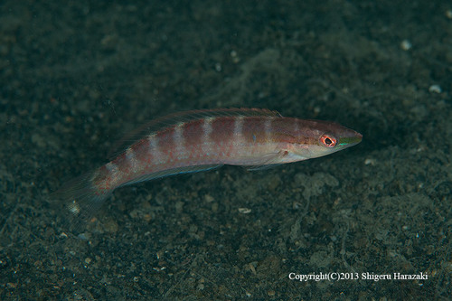 Suezichthys soelae
