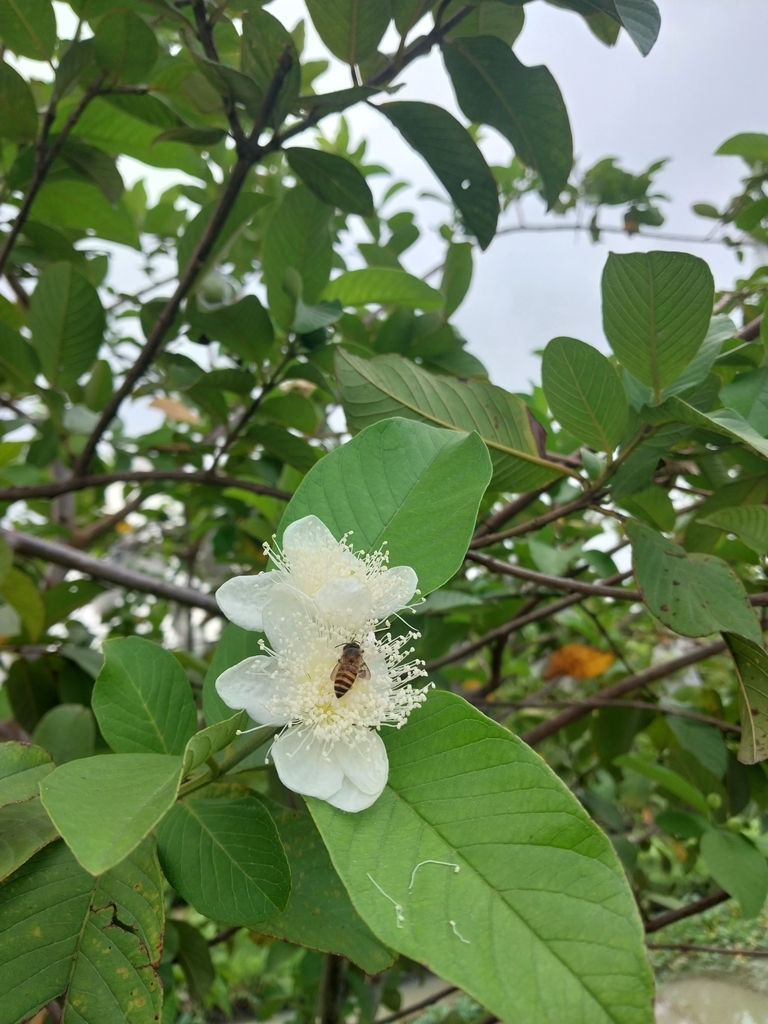 Asian Honey Bee On March 8 2023 At 07 43 AM By Arini Ish INaturalist   Large 