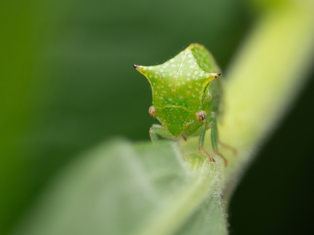 Buffalo Treehoppers from Muskego, WI, USA on July 6, 2023 at 03:44 PM ...