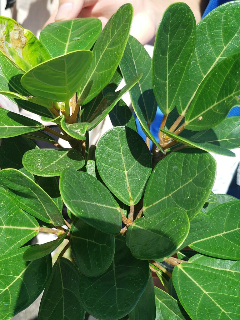 Ficus pedunculosa in June 2023 by waynehung · iNaturalist