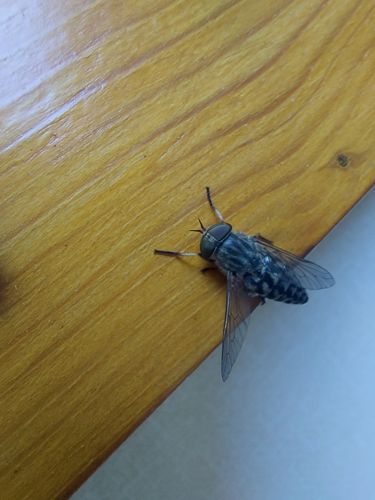 Band-eyed Brown Horse Fly From Luka Pod Medníkem 649, 254 01 Jílové U 