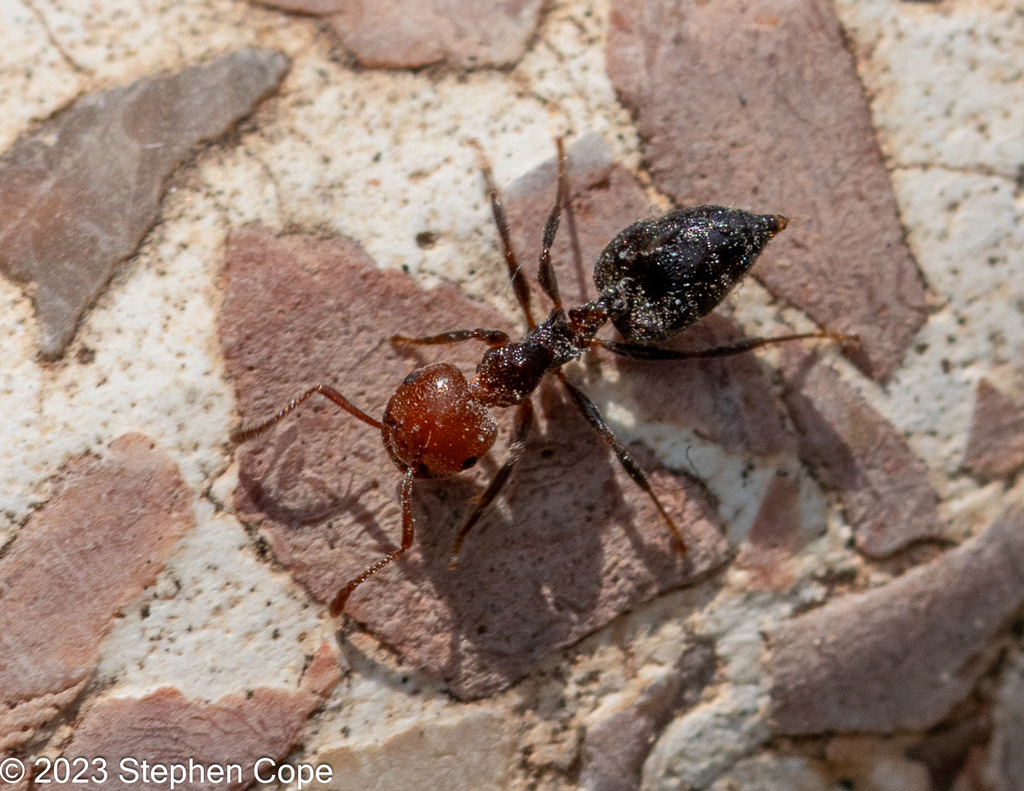 Mediterranean Acrobat Ant from 04815 Almanzora, Almería, Spain on June ...