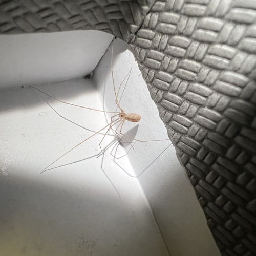 Manuel's Cellar Spider