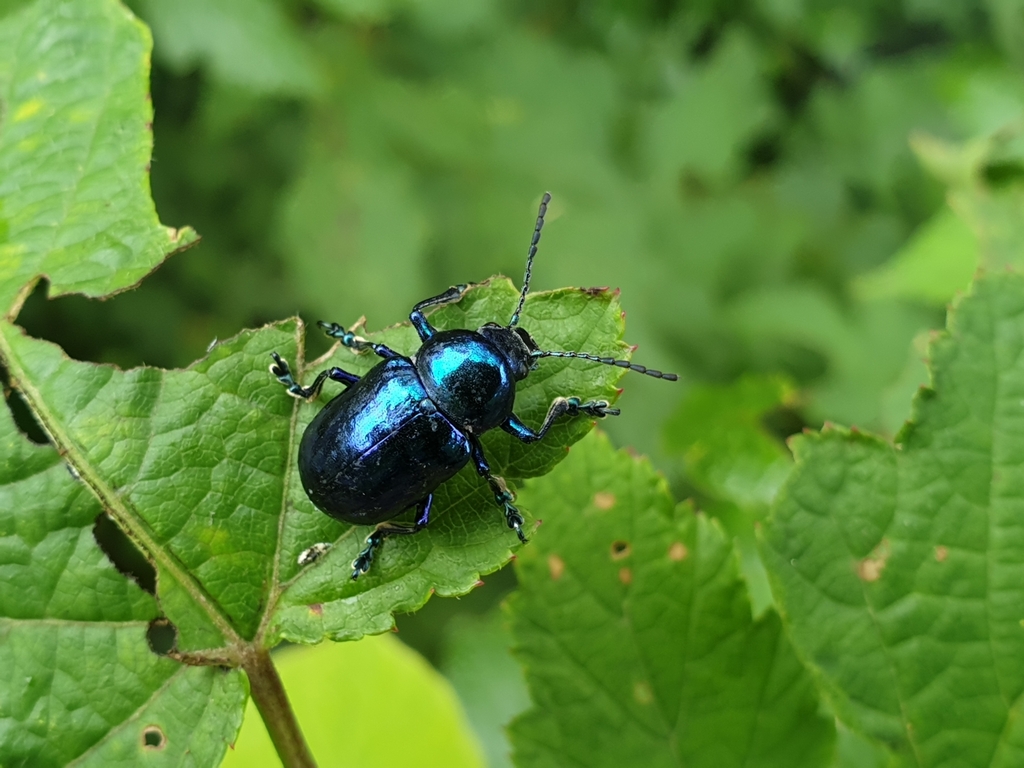 Chrysochus chinensis from 대한민국 충청남도 서산시 on July 12, 2023 at 10:07 AM by ...