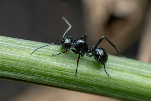 Polyrhachis robsoniPolyrhachis robsoni