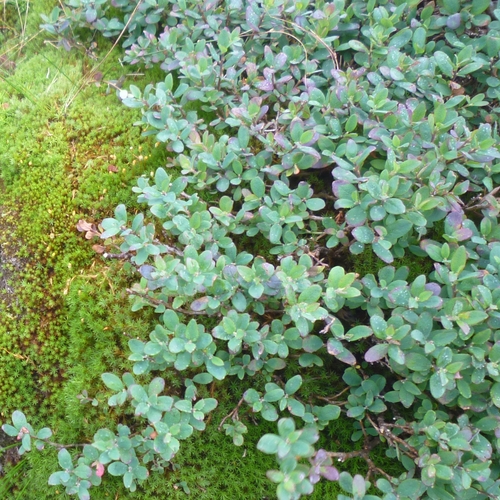 Vaccinium uliginosum legacy iNaturalist observation
