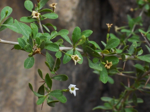Lycium edgeworthii